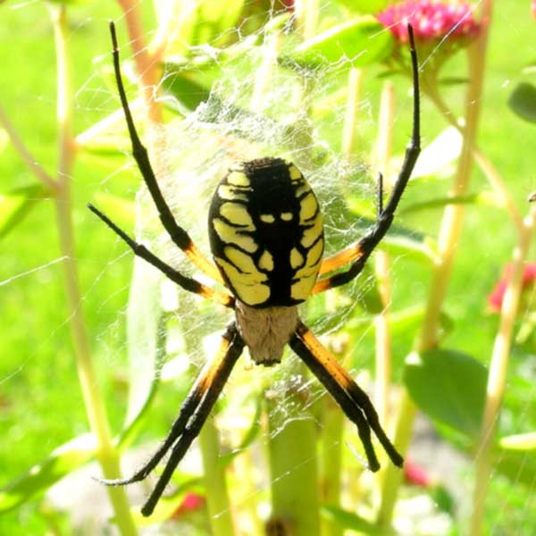 Female Black and Yellow Garden Spider in web with characteristic zigzag stabilimentum